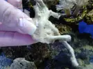 [TodoMarino.com] Q Coral es??