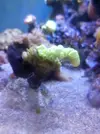[TodoMarino.com] Caulastrea
