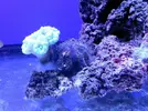 [TodoMarino.com] Reef Island 480L