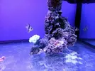 [TodoMarino.com] Reef Island 480L