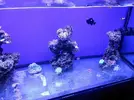 [TodoMarino.com] Reef Island 480L