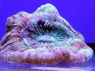 [TodoMarino.com] Reef Island 480L