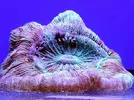 [TodoMarino.com] Reef Island 480L