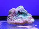 [TodoMarino.com] Reef Island 480L