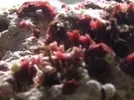 [TodoMarino.com] Manchas rojas en la roca