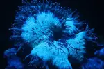 [TodoMarino.com] proyecto pantalla de led