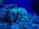 [TodoMarino.com] Os presento a Titor´s reef