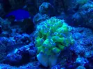 [TodoMarino.com] Os presento a Titor´s reef