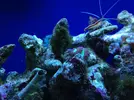 [TodoMarino.com] Os presento a Titor´s reef