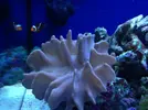 [TodoMarino.com] Os presento a Titor´s reef