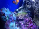 [TodoMarino.com] Os presento a Titor´s reef
