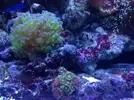 [TodoMarino.com] Os presento a Titor´s reef