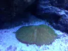 [TodoMarino.com] Os presento a Titor´s reef
