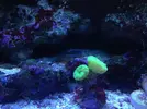 [TodoMarino.com] Os presento a Titor´s reef