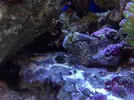 [TodoMarino.com] Os presento a Titor´s reef