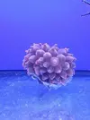 [TodoMarino.com] Reef Island 480L