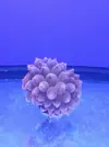 [TodoMarino.com] Reef Island 480L