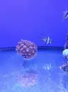 [TodoMarino.com] Reef Island 480L