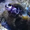 [TodoMarino.com] Soy nuevo en el mundo marino !!!