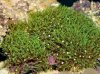pachyclavularia_violacea_green_product_zoom_thumb.jpg