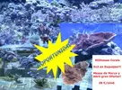 [TodoMarino.com] 3x2 Millhouse Corals!!!!!!