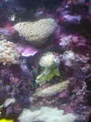 [TodoMarino.com] acuario de 50 litros slo para esquenjes
