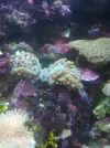 [TodoMarino.com] acuario de 50 litros slo para esquenjes