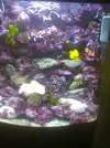 [TodoMarino.com] acuario de 50 litros slo para esquenjes