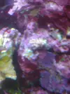 [TodoMarino.com] acuario de 50 litros slo para esquenjes