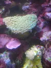 [TodoMarino.com] acuario de 50 litros slo para esquenjes