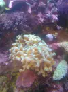 [TodoMarino.com] acuario de 50 litros slo para esquenjes