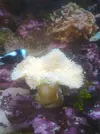 [TodoMarino.com] acuario de 50 litros slo para esquenjes