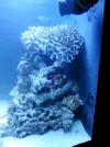 [TodoMarino.com] Acuario de Stromdc, otro más con el sera marin 130