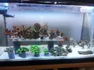 [TodoMarino.com] acuario de 50 litros slo para esquenjes