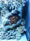 [TodoMarino.com] Acuario de Stromdc, otro más con el sera marin 130