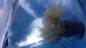 [TodoMarino.com] Entacmaea sp y estrella red starfish