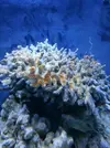 [TodoMarino.com] Acuario de Stromdc, otro más con el sera marin 130