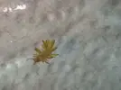 [TodoMarino.com] Invasión alien! Ayuda!!!!