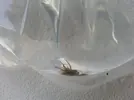 [TodoMarino.com] Invasión alien! Ayuda!!!!
