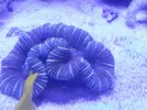 [TodoMarino.com] burbuja en trachyphillia
