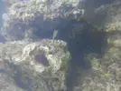 [TodoMarino.com] Nuevo aquarista marino :)