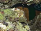 [TodoMarino.com] Nuevo aquarista marino :)