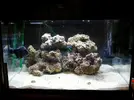 [TodoMarino.com] Nuevo aquarista marino :)