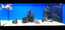 [TodoMarino.com] Ejemplo de un acuario "minimalista"