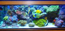 [TodoMarino.com] Ejemplo de un acuario "minimalista"
