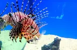[TodoMarino.com] Ejemplo de un acuario "minimalista"