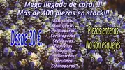 [TodoMarino.com] Mega llegada de coral duro en Aquanovel.