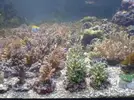[TodoMarino.com] Mega llegada de coral duro en Aquanovel.