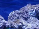 [TodoMarino.com] Nuevo aquarista marino :)