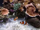 [TodoMarino.com] Mi acuario brilla hoy de forma especial